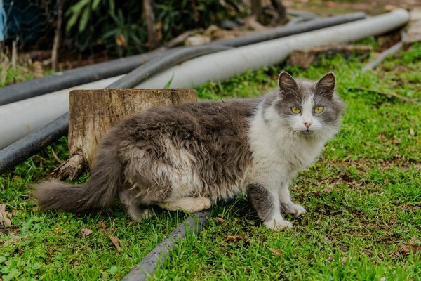 Aromathérapie en voyage: ce que vous devez savoir